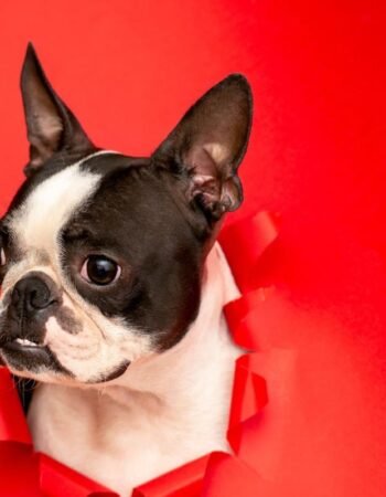 Pet Shop Modelo