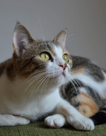 Pet Shop Modelo