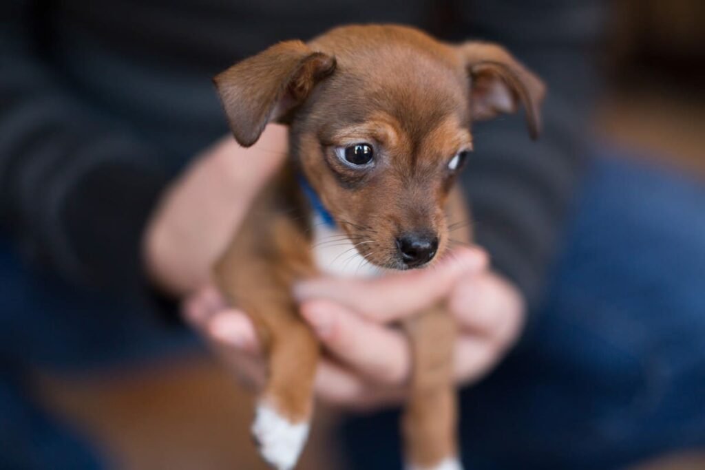 Aprenda como cuidar do seu filhote!