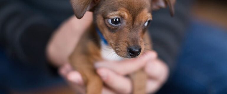 Aprenda como cuidar do seu filhote!