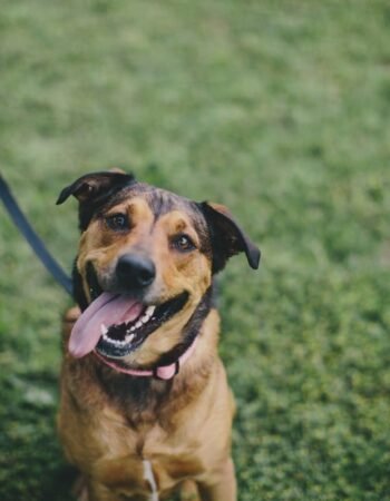 Clínica Veterinária e Pet Shop Modelo