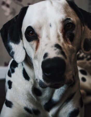 Clínica Veterinária e Pet Shop Modelo