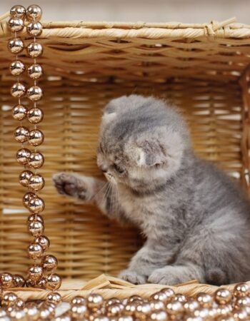 Clínica Veterinária e Pet Shop Modelo