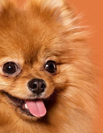 Clínica Veterinária e Pet Shop Modelo