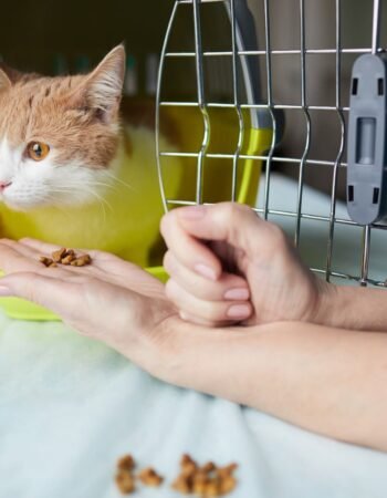 Clínica Veterinária e Pet Shop Modelo