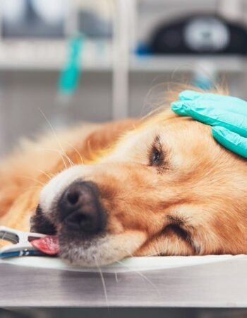 Clínica Veterinária e Pet Shop Modelo