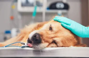 Clínica Veterinária e Pet Shop Modelo